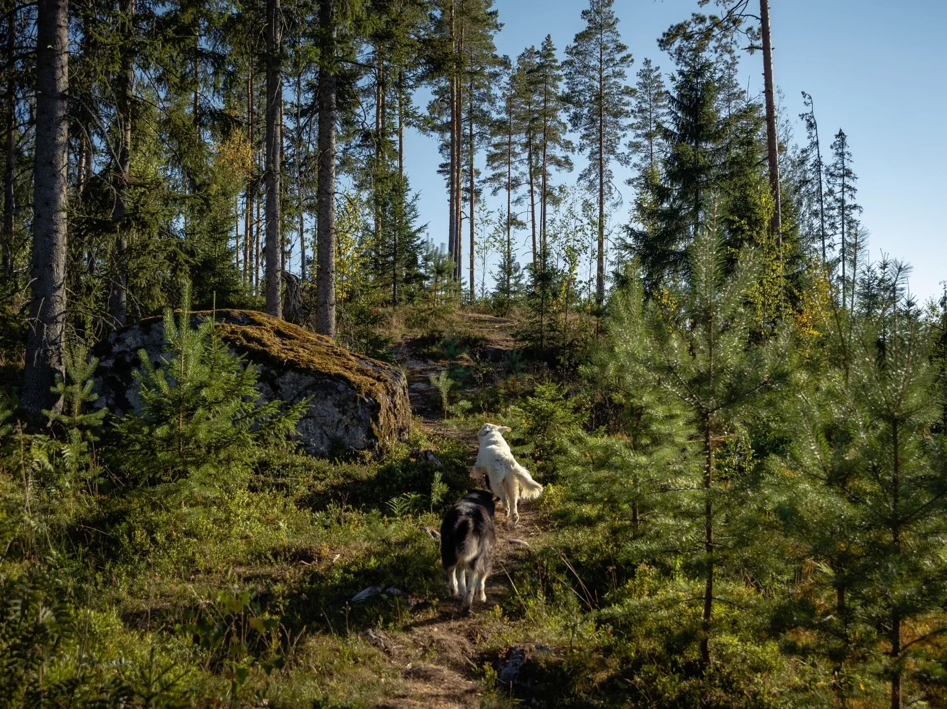 Kaksi koiraa juoksee polkua ylös kalliolle havumetsässä