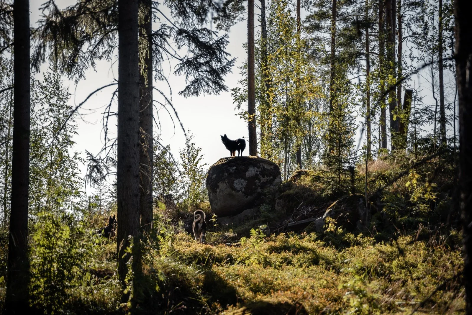 Koira seisoo ison kiven päällä valoisassa metsässä, toinen koira polulla