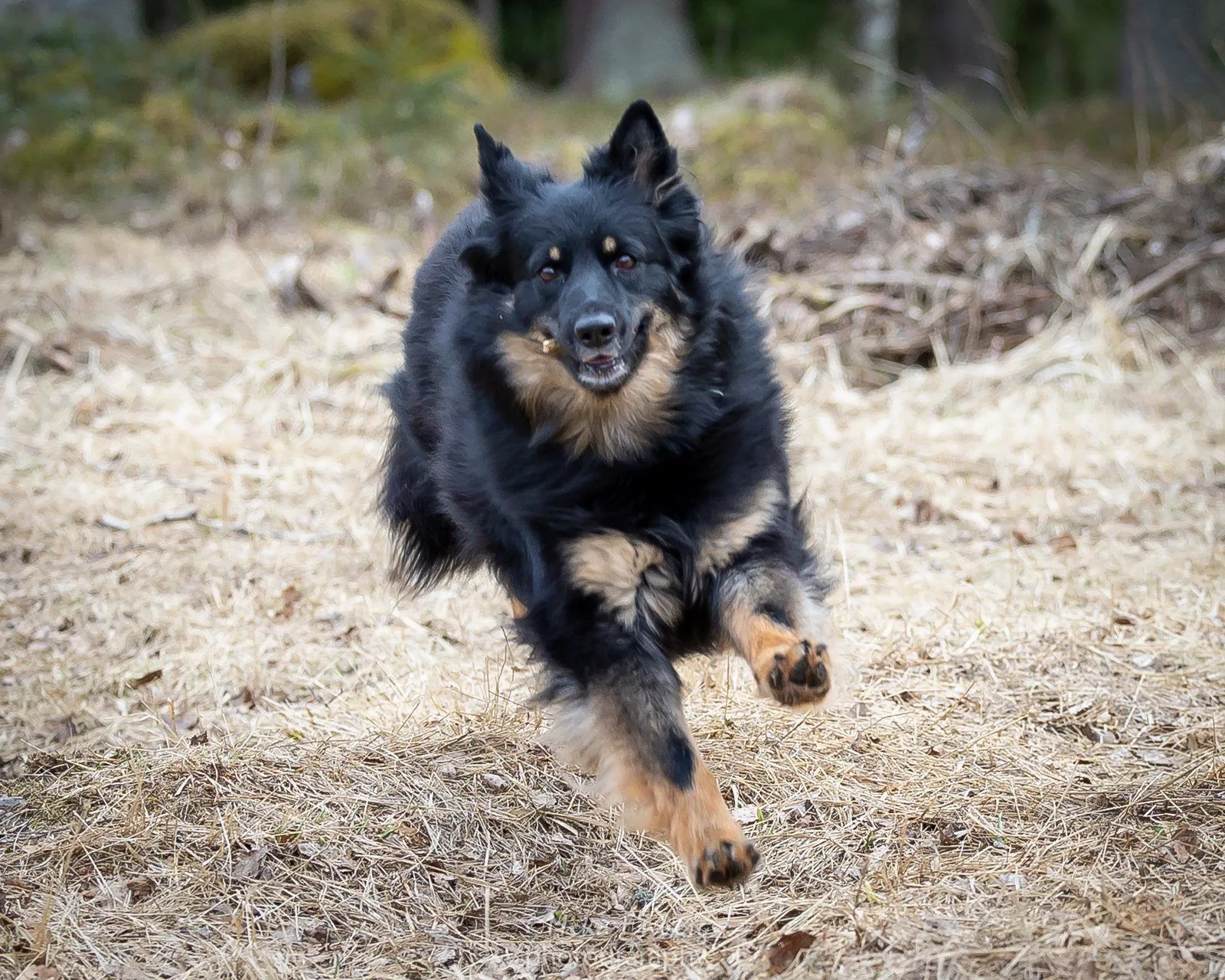 Mustaruskea koira juoksee kuivalla metsänpohjalla kohti kameraa