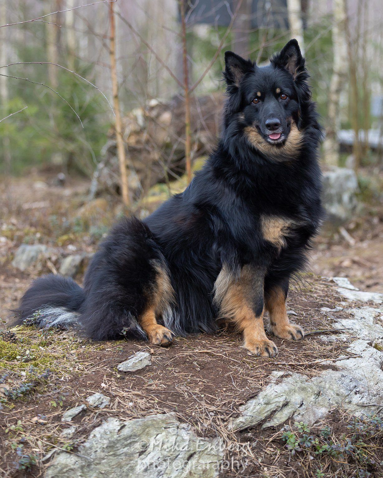 Mustaruskea pitkäkarvainen koira istuu kalliolla metsässä