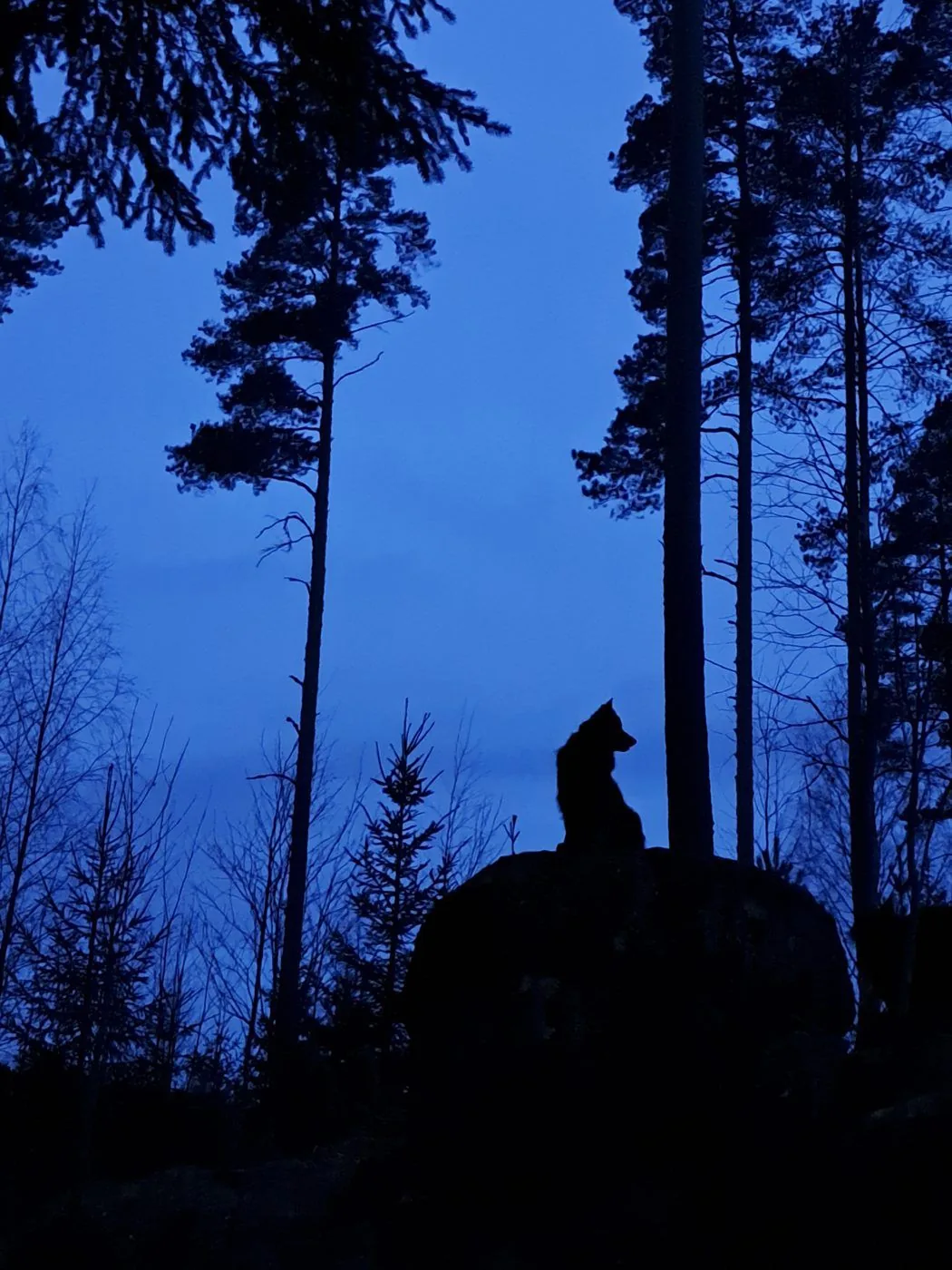 Koira seisoo kiven päällä mäntyjen alla sinisessä aamuhämärässä