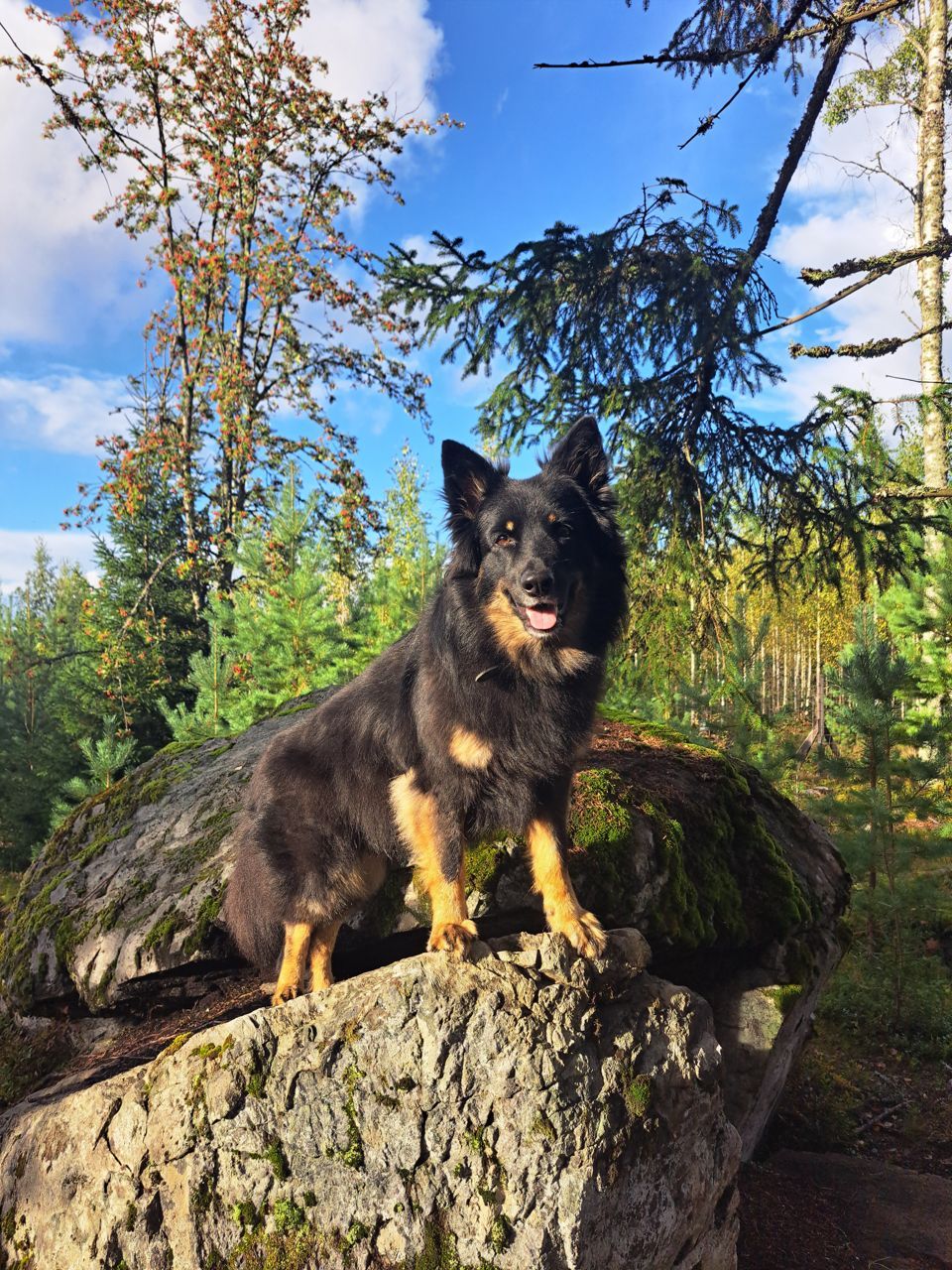 Mustaruskea koira seisoo sammaleisen kiven päällä metsässä