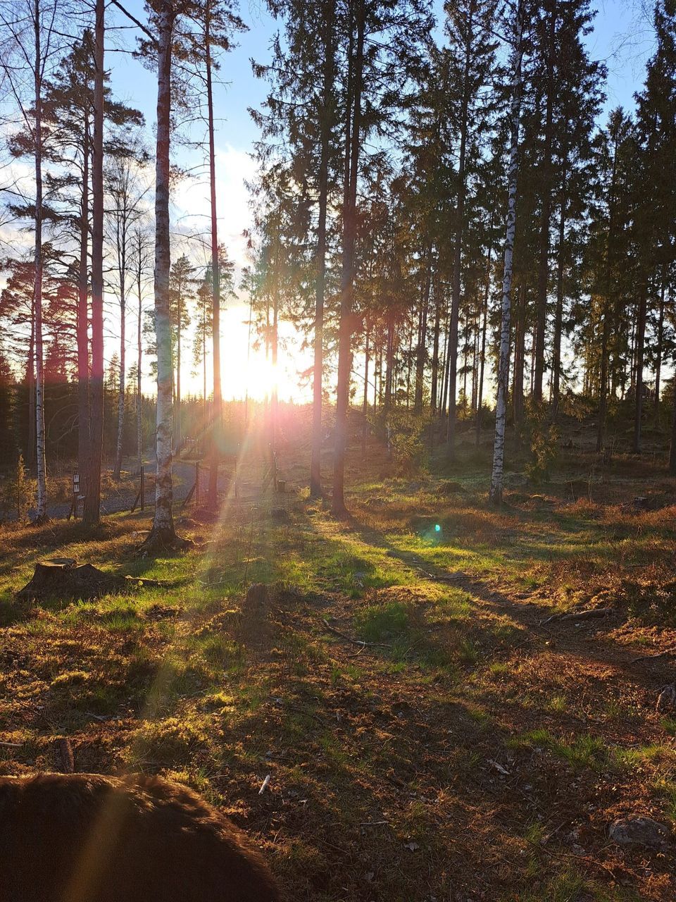 Ilta-aurinko paistaa mäntyjen ja koivujen välistä metsään